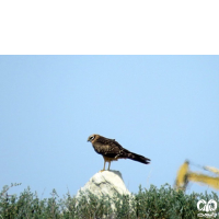 گونه سنقر سفید Pallid Harrier